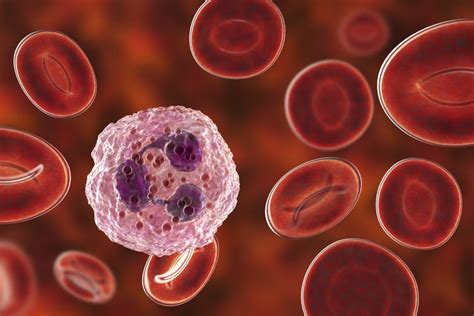 gra blood test low|Granulocytopenia: Overview and More .